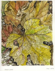 Virginia Fall Leaves, a watercolor/ink painting by Lahle. 2004.