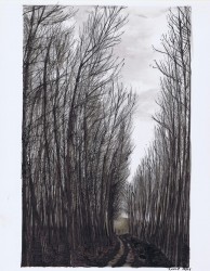 Birch Trees, Marker and Sepia India Ink. By Lahle Wolfe