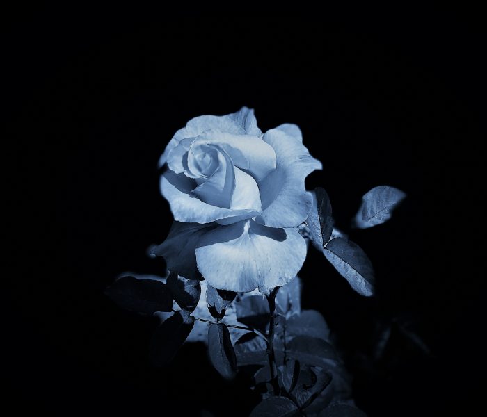 Portrait of a Rose. Lahle Wolfe, Los Angeles photograph