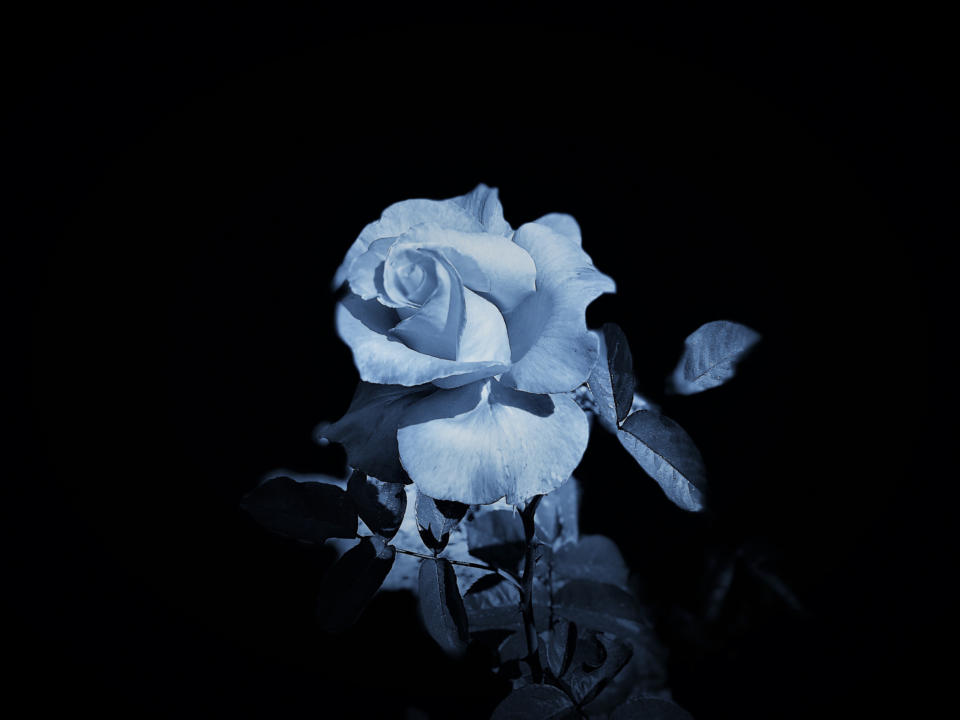 Portrait of a Rose. Lahle Wolfe, Los Angeles photograph