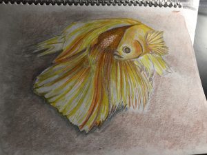 Gold beta fish 1