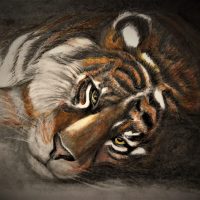 My Tiger 7 2018