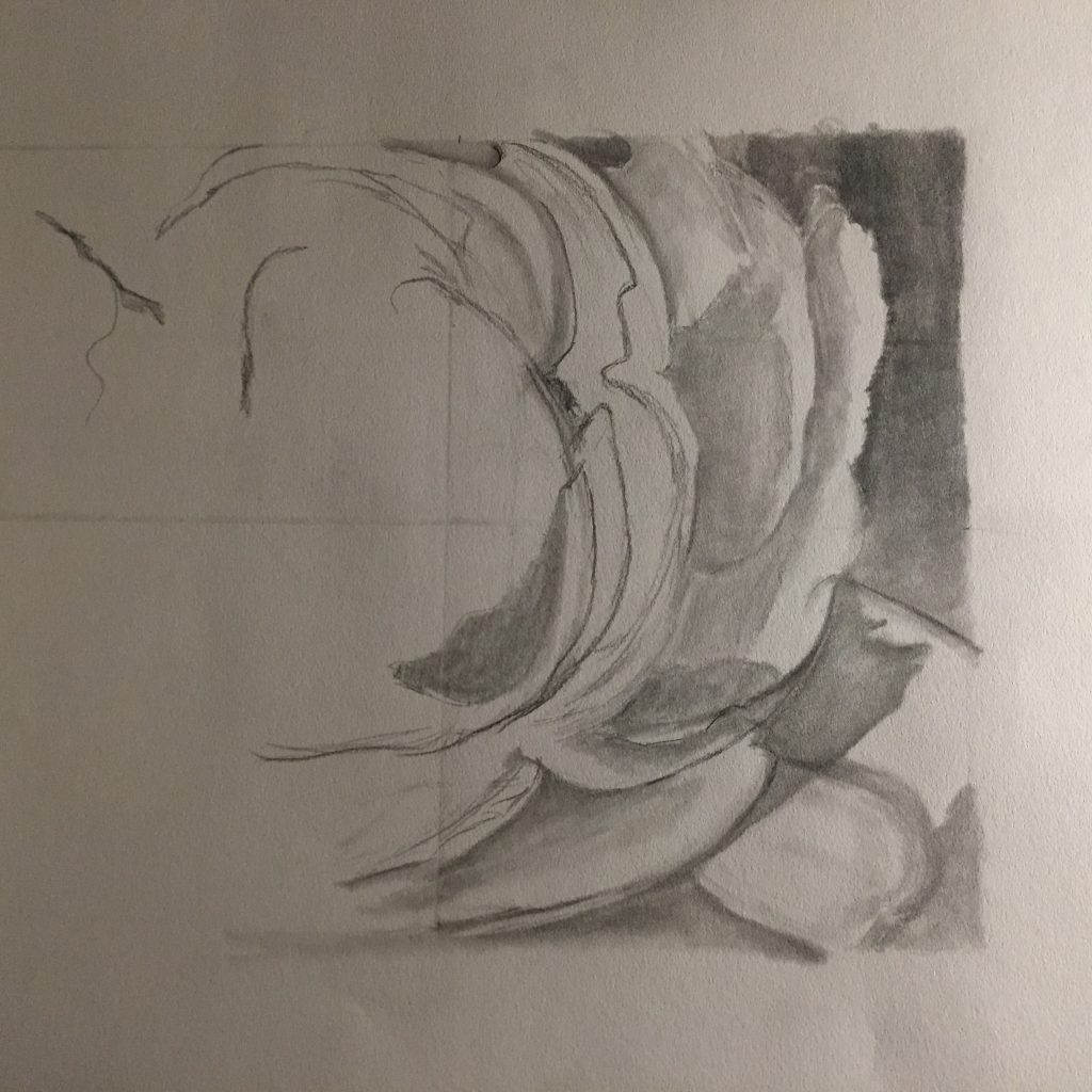 Beginning of a rose sketch in pencil